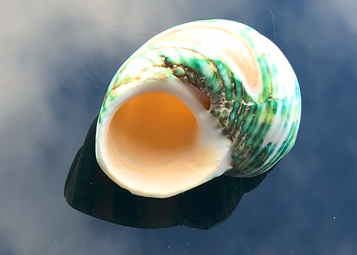 Polierte Turbo Schnecke Burgus in weiss/grün 5cm 2 Band