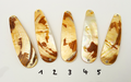 Gold Lip Unikat Perlmutt-Tropfen 10cm