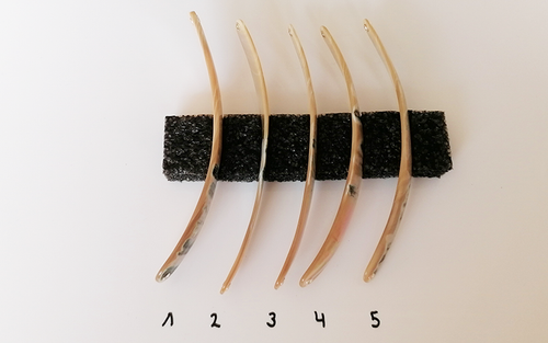 Burgus Premium Perlmutt-Spange 14cm