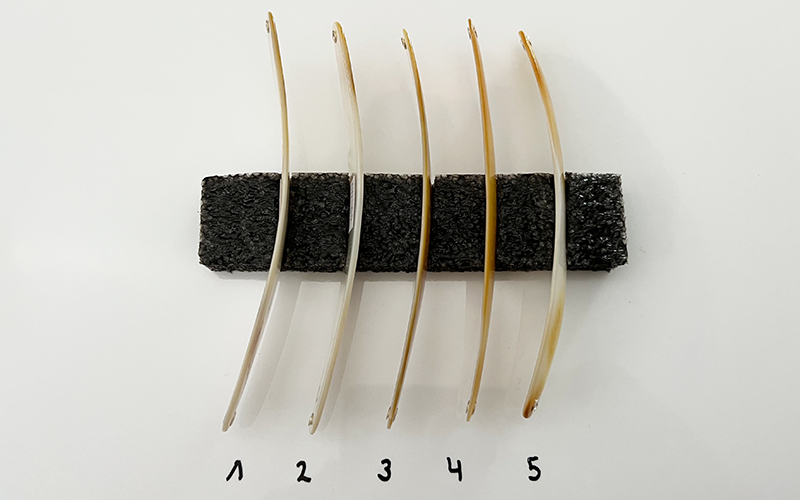 Gold Lip Premium Perlmutt-Spange 14cm