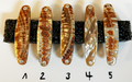 Goldfisch Premium Perlmutt-Spange 7cm