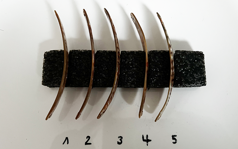 Goldfisch Premium Perlmutt-Spange 10cm