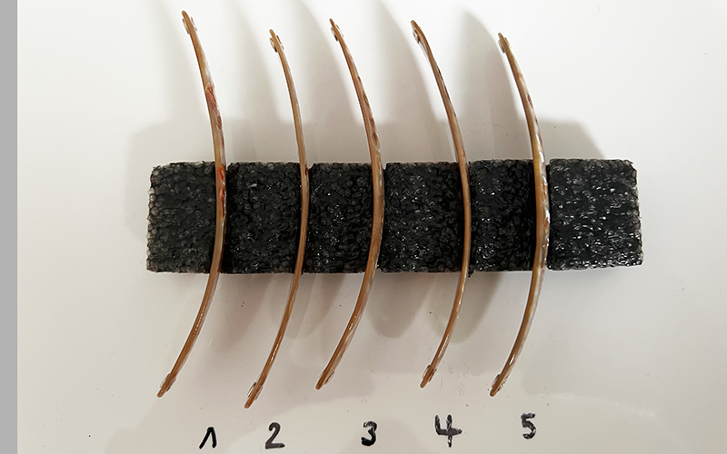 Goldfisch Premium Perlmutt-Spange 11cm