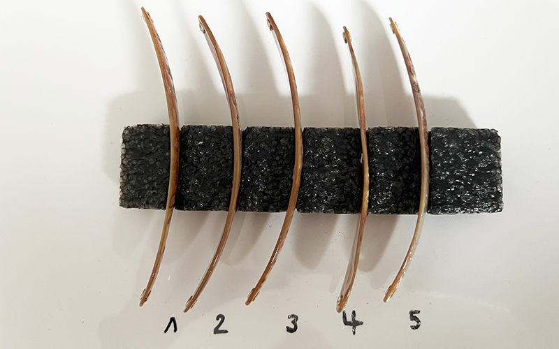 Goldfisch Premium Perlmutt-Spange 11cm