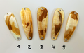 Gold Lip Premium Perlmutt-Tropfen 7cm