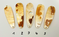 Gold Lip Premium Perlmutt-Tropfen 10cm