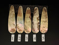 Gold Lip Premium Perlmutt-Tropfen 10cm