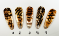 Tiger Premium Perlmutt-Tropfen 8cm