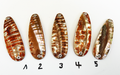 Goldfisch Premium Perlmutt-Tropfen 7cm