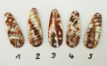 Goldfisch Premium Perlmutt-Tropfen 6cm
