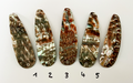 Opal Premium Perlmutt-Tropfen 10cm