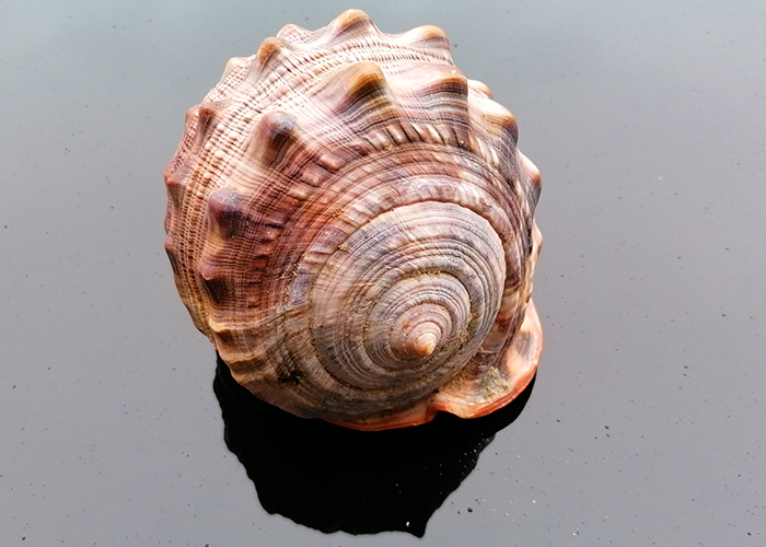 Cassis Rufa 15 - 17cm