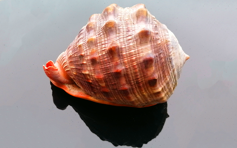 Cassis Rufa 15 - 17cm
