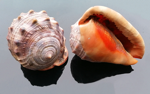 Cassis Rufa 15 - 17cm