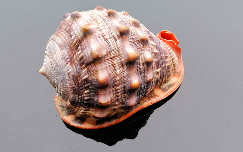 Cassis Rufa 15 - 17cm