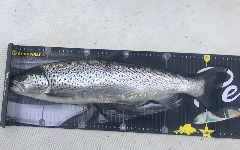 Fisch Massband PVC mit Kunststoffanschlag