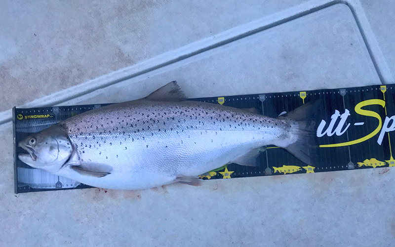 Fisch Massband PVC mit Kunststoffanschlag