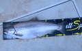 Fisch Massband PVC mit Kunststoffanschlag