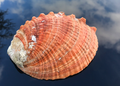 Abalone Schnecke Goldfisch