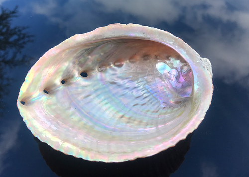 Abalone Schnecke Goldfisch
