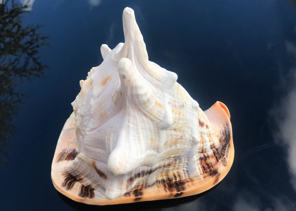 Conchiglie Cassis Cornuta 18-22cm