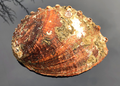 Abalone Schnecke Jaspis