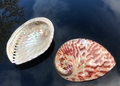 Polierte Abalone Schnecke Jaspis 11cm+