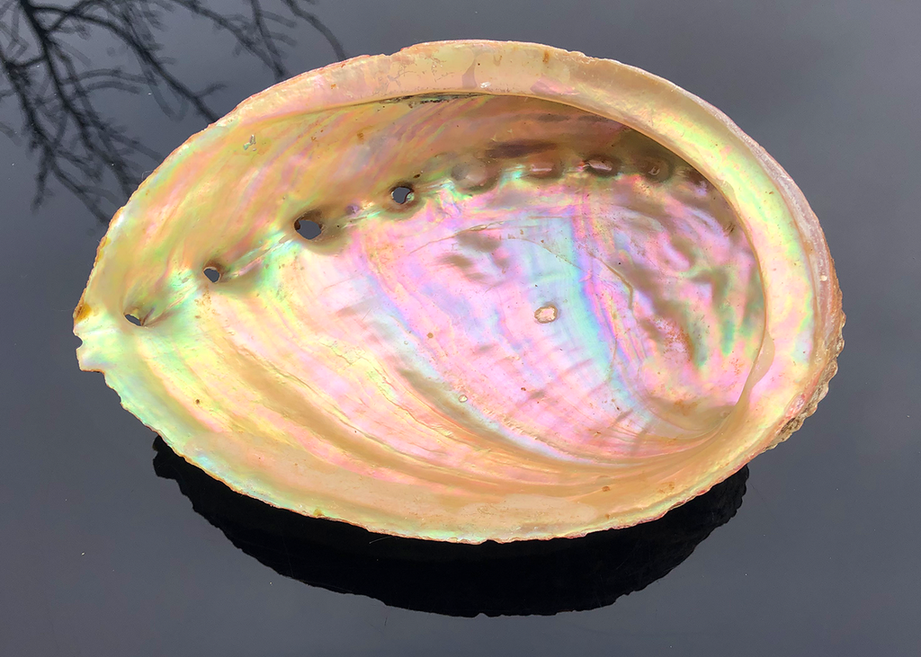 Abalone Schnecke Jaspis
