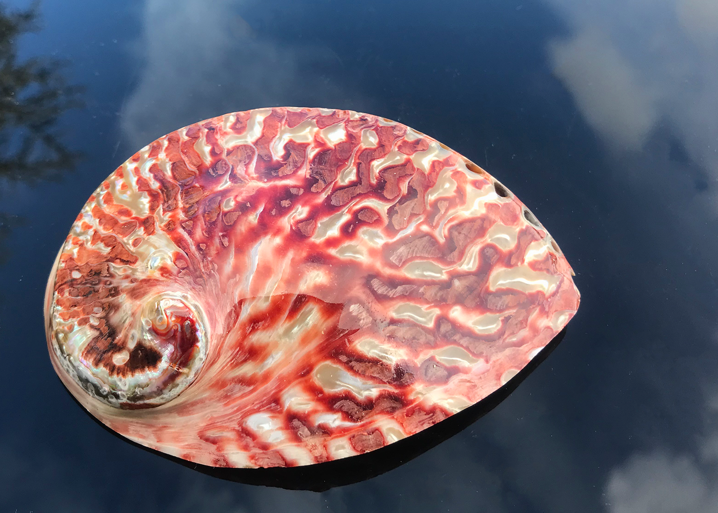 Polierte Abalone Schnecke Jaspis 11cm+