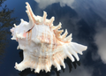 Conchiglie Murex Ramosus 20cm