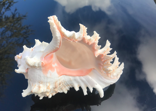 Conchiglie Murex Ramosus 20cm