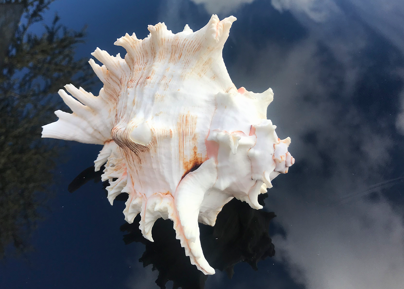 Conchiglie Murex Ramosus 20cm