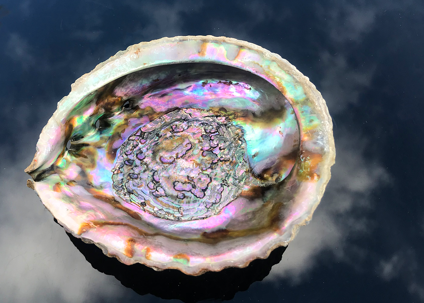 Abalone Schnecke Opal 14cm+