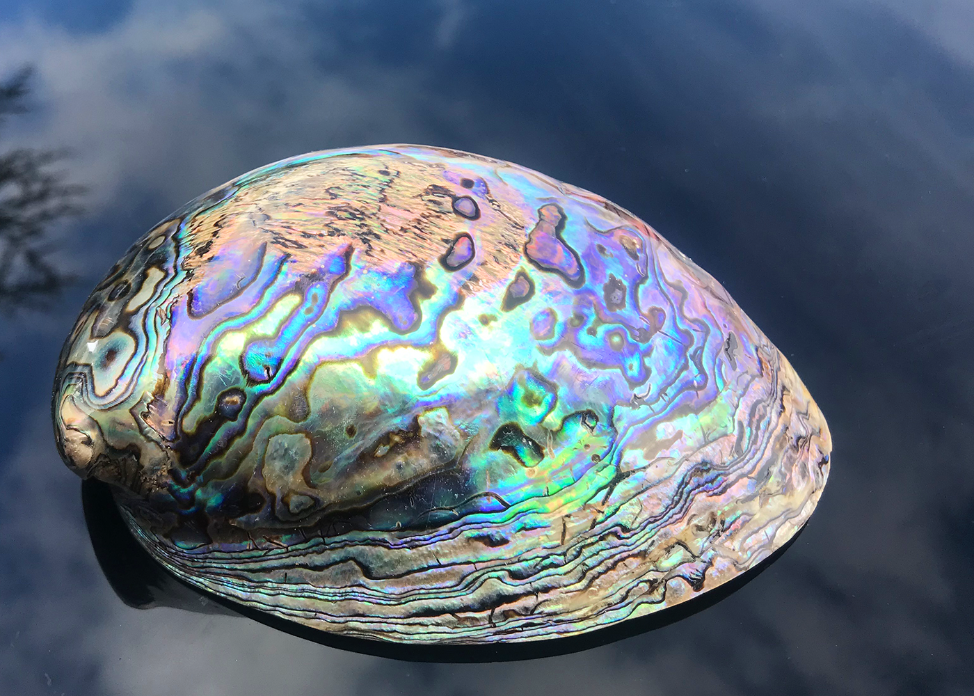 Polierte Abalone Schnecke Paua 14cm+