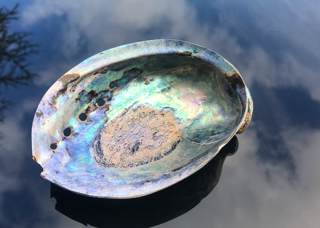 Polierte Abalone Schnecke Paua 14cm+