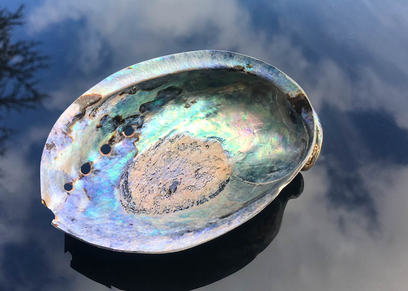 Polierte Abalone Schnecke Paua 14cm+