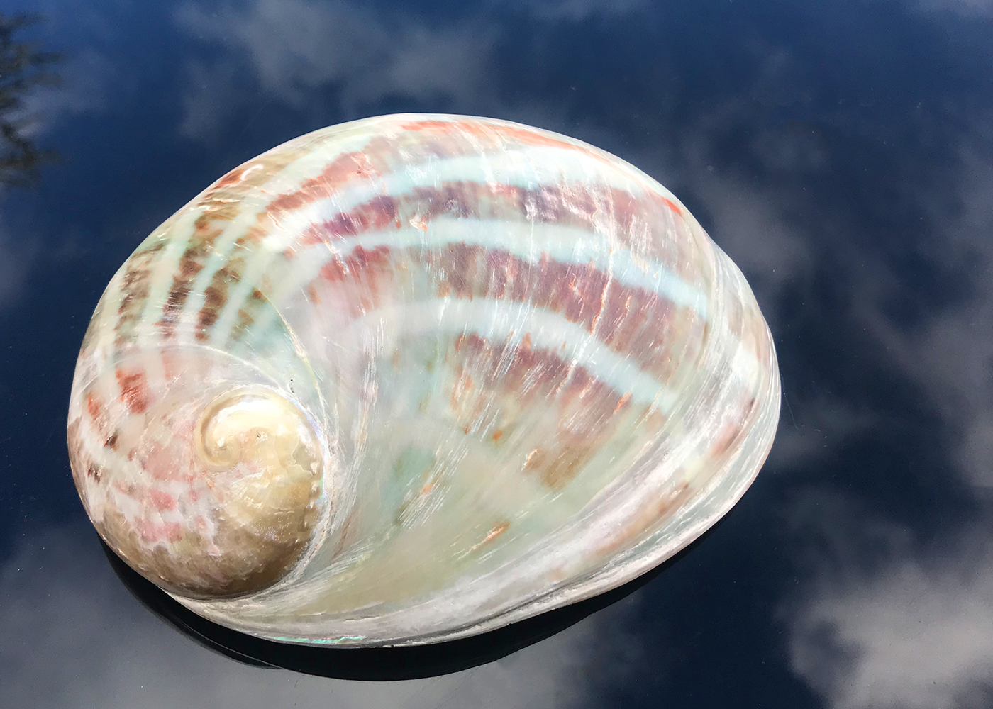 Polierte Abalone Schnecke Rainbow Color 14-17cm