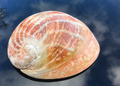 Polierte Abalone Schnecke Rainbow Color 14-17cm