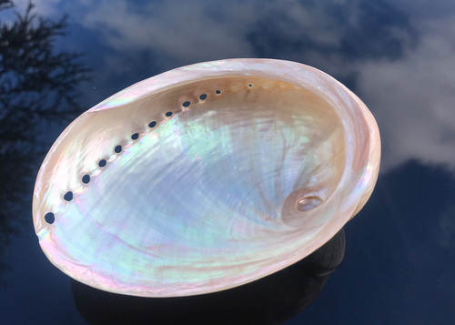 Abalone Schnecke Rainbow
