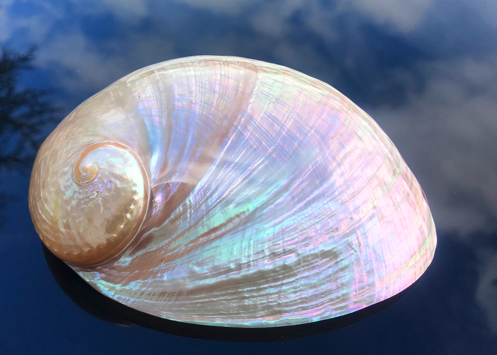 Polierte Abalone Schnecke Rainbow 14-17cm