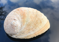 Abalone Schnecke Rainbow