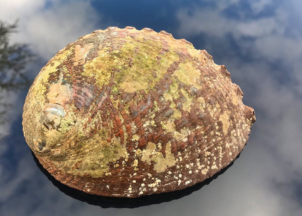 Abalone Schnecke Smaragd