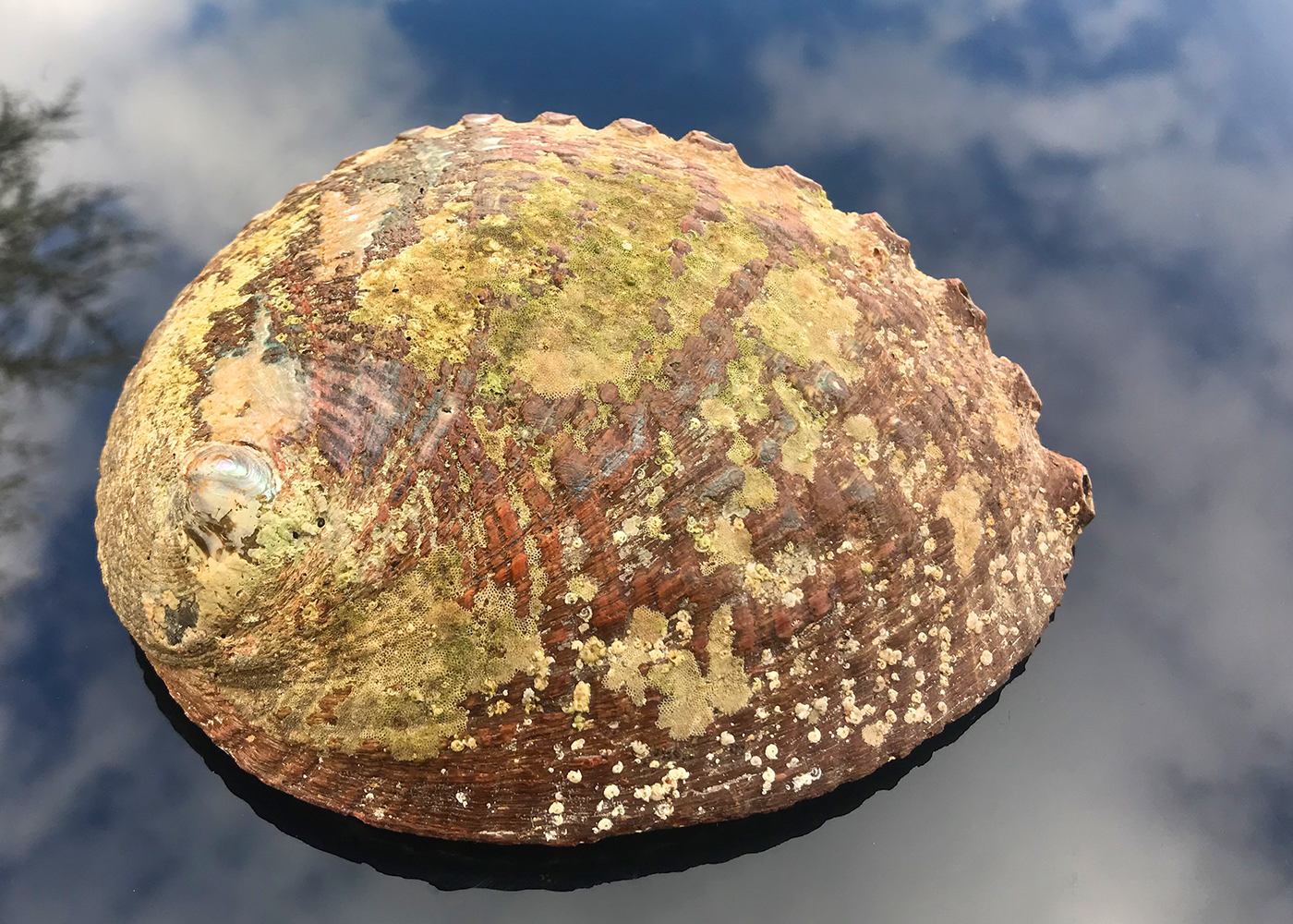 Abalone Schnecke Smaragd