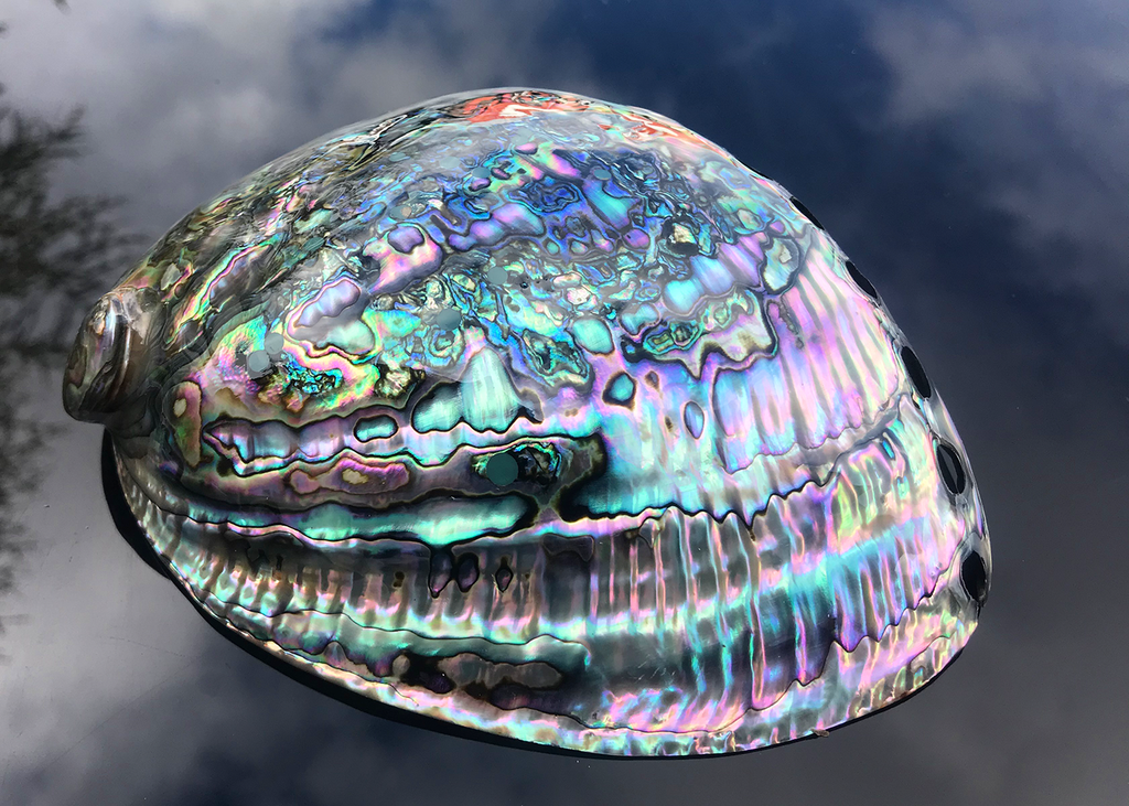 Polierte Abalone Schnecke Smaragd 18cm+