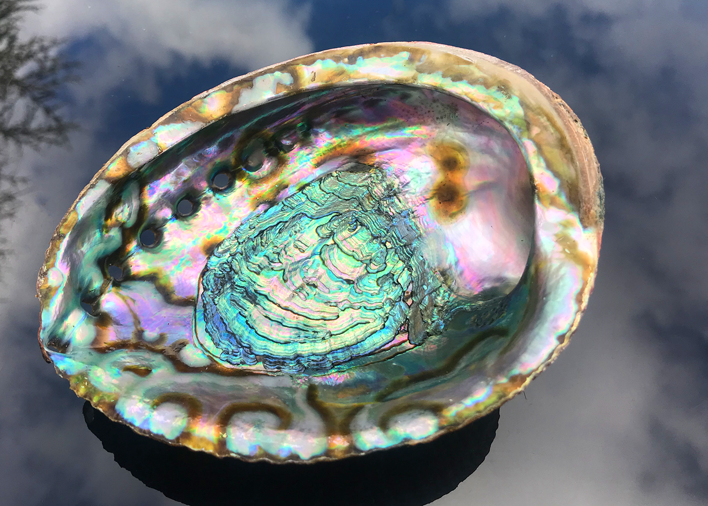 Abalone Schnecke Smaragd
