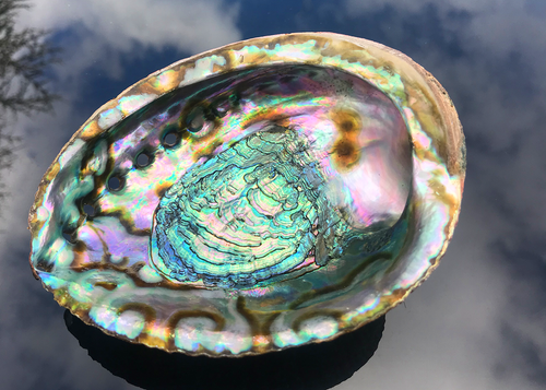 Abalone Schnecke Smaragd