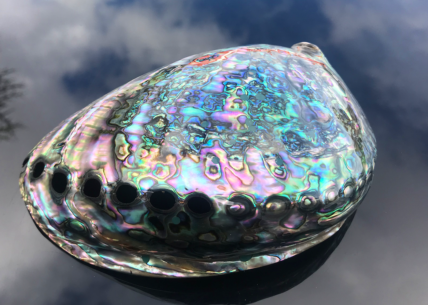Polierte Abalone Schnecke Smaragd 18cm+