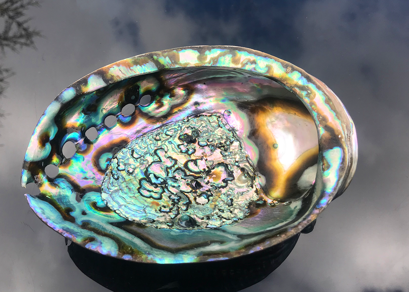 Polierte Abalone Schnecke Smaragd 18cm+