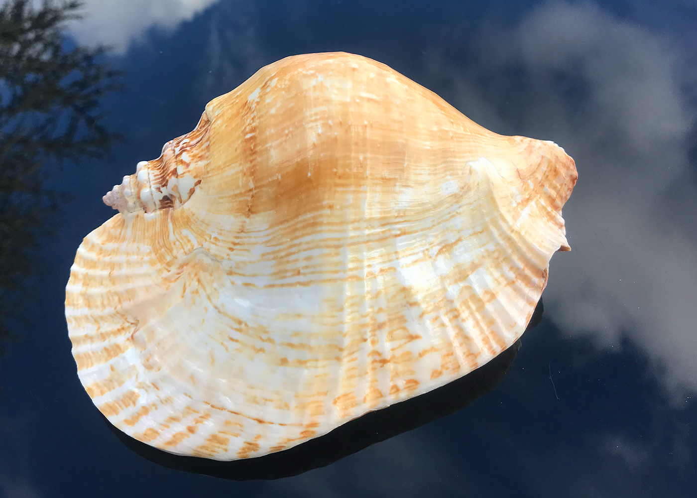 Conchiglie Strombus Latissimus 19cm