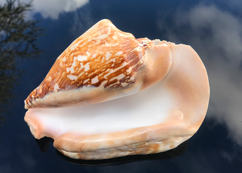 Conchiglie Strombus Latissimus 19cm